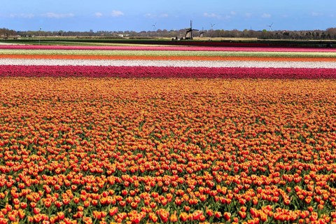 Blooming tulip field near Alkmaar