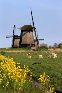 Stichting Museummolen