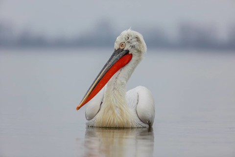 Dalmatian pelican