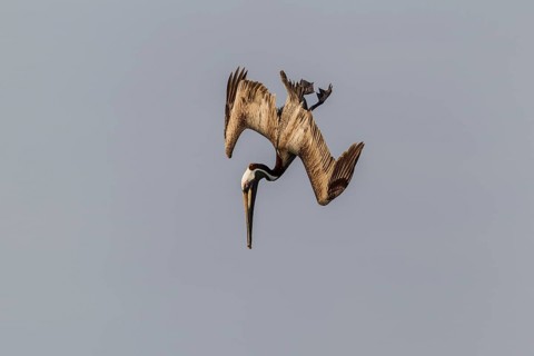 Brown Pelican