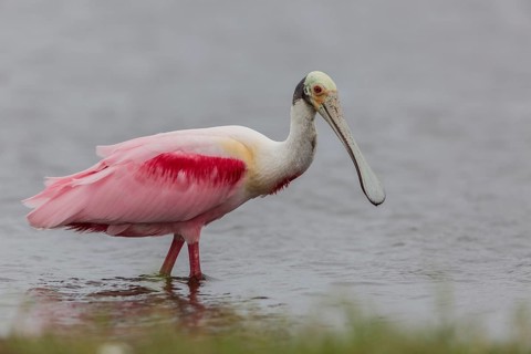 Roseate Spoonbill