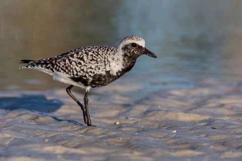 Black-bellied Plover