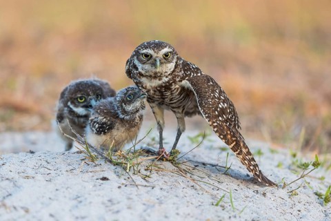Burrowing owl