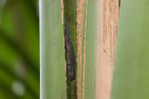 Seychelles bronze gecko