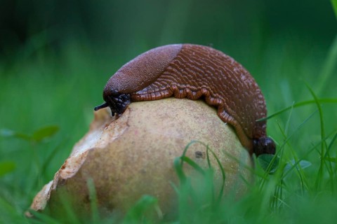 Large Red slug