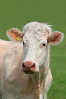 Charolais cattle