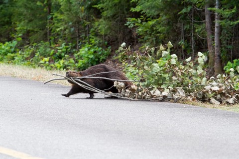 Beaver pulling a tree across a road