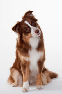 Miniature Australian Shepherd