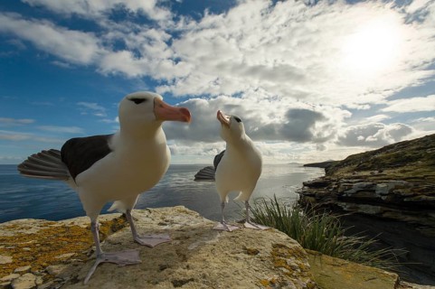 Saunders Island