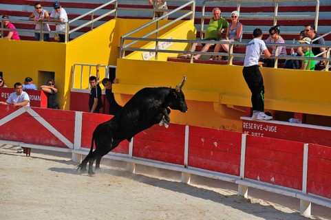 Bullfight