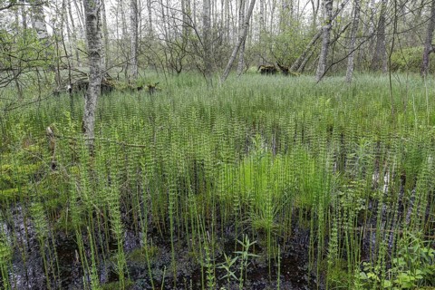 Birch forest and Horsetail