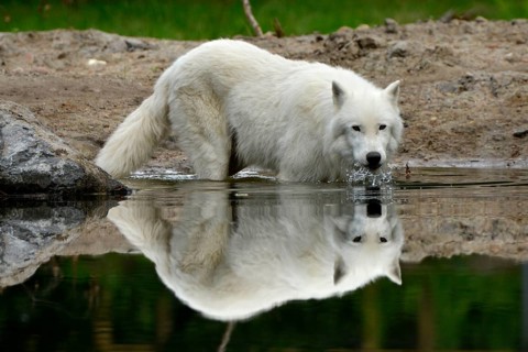 Arctic wolf