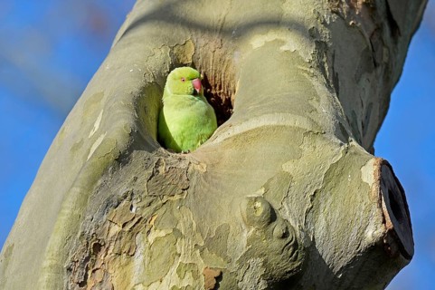 Rose-ringed Parakeet