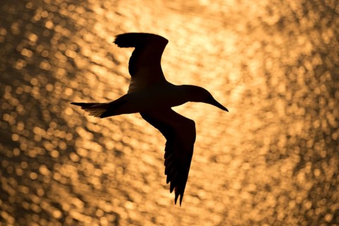 Northern gannet