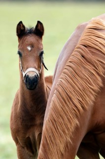 English thoroughbred horse