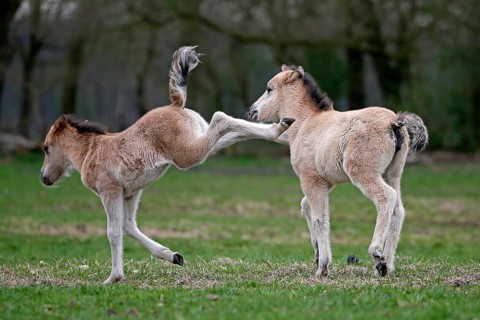 Wild Horse Duelmen