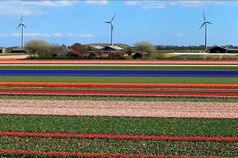 Blooming tulip field near Alkmaar