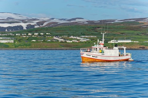 Old fishing boats are used for whale-watching