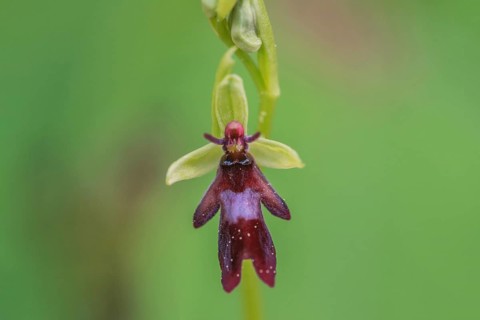 Fly orchid