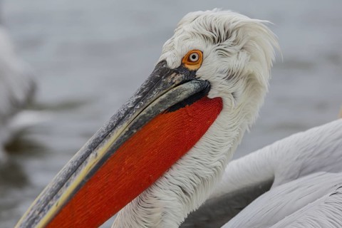 Dalmatian pelican