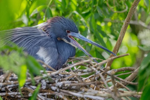 Tricolored heron