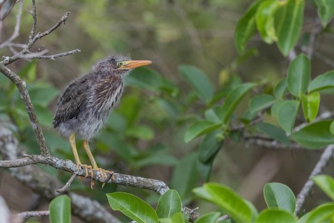 Green-backed Night Heron juv