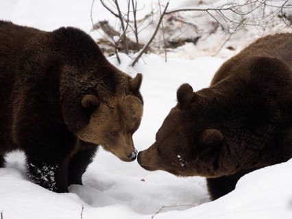 European Brown bears