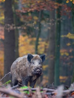 Wild Boar