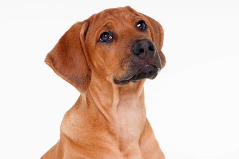 Rhodesian Ridgeback
