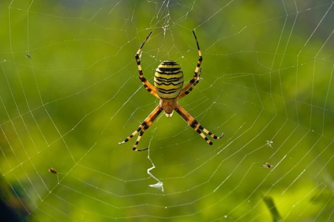 Wespenspinne wasp