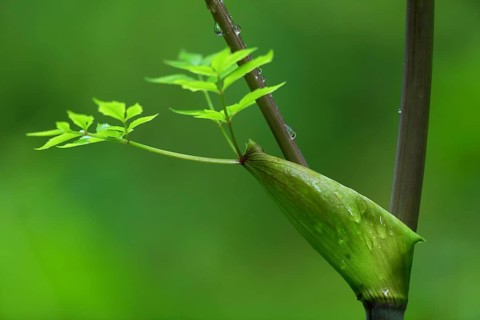 Goutweed