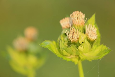Cabbage thistle