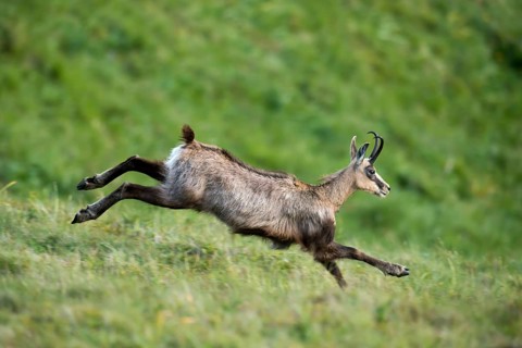 Chamois