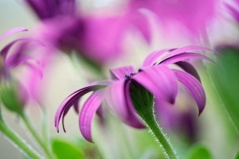Cape marguerite