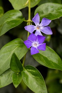 Periwinkle