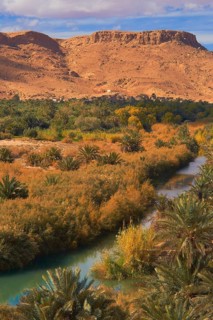 Tafilalet Oasis