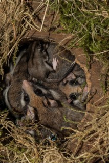 Garden dormouse