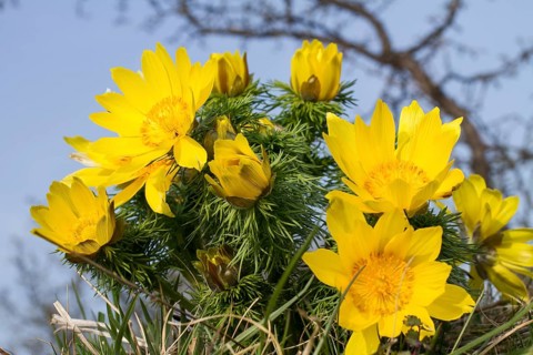 Adonis rose