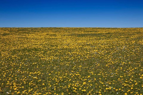Meadow with Dandelion