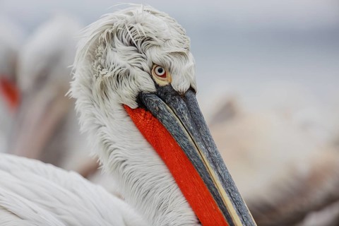 Dalmatian pelican