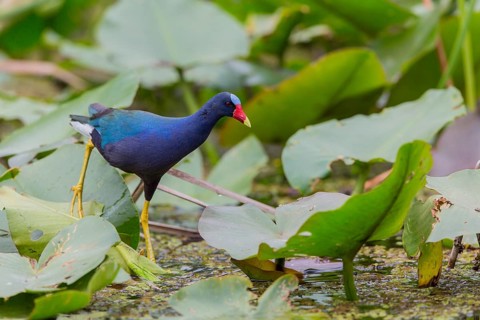Pygmy Gallinule