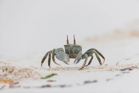 Horny-eyed ghost crab