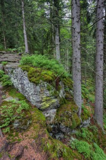 Primeval forest in Hoellbachgespreng