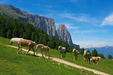 Haflinger on summer pasture on the Alpe di Siusi with Sciliar