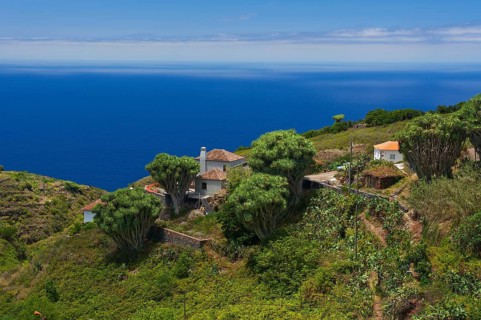 Dragon trees on the north coast of La Palma