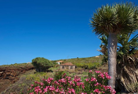 Old farmhouse with dragon tree in Garafia