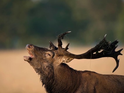 Red deer