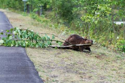 Beaver pulling a tree across a road