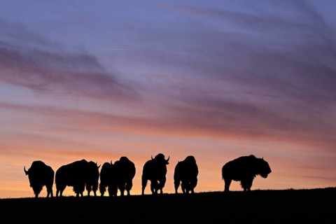 Amerikanischer Bison