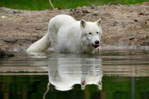 Arctic wolf